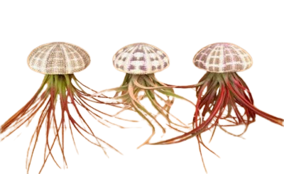 Bromeliad Tillandsia Jellyfish Large (Box of 12)